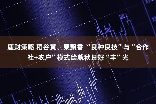 鹿财策略 稻谷黄、果飘香 “良种良技”与“合作社+农户”模式绘就秋日好“丰”光